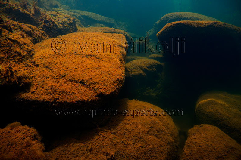 african biotope aquarium backgrounds